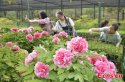 34th-Peony-flower-festival,Luoyang-City,Henan.(2).jpg