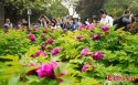 34th-Peony-flower-festival,Luoyang-City,Henan.(3).jpg