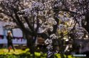 cccf30080a9840f49256b65d8e8d5fc0.jpg