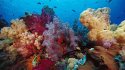 Xisha-Travel-Guide.(4).beautiful-corals.jpg