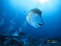 Xisha-Travel-Guide.(5).scuba-diving-fish.jpg