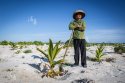 Xisha.Zhou.西沙洲.West.Sand.2016-08-18_(1).plant.trees.jpg