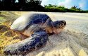 Taiping-Island_2015-09.(4).turtles.jpg