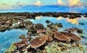 Taiping-Island_2015-09.(5).low-tide,coral.jpg