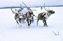 Ru VDV soldiers drive tactical reindeer beyond Arctic circle .jpg
