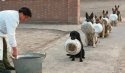 Military Dogs in A Column, A PLA Base in China.jpg