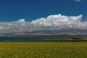 1599px-Qinghai_Lake_2016.jpg