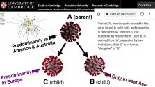 Coronavirus - strains 2b.jpg