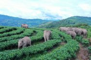 China elephants - Yunnan 7 Aug 2021 1.jpg