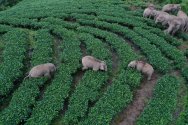 China elephants - Yunnan 7 Aug 2021 2.jpg