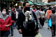 Taiwan Doggie.png