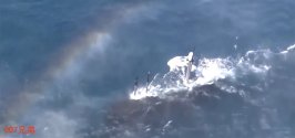 039G torpedoes 2.jpg