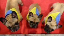 UkraineBulldogs622c58d6203027262352a15a.jpg